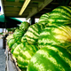 Image for article titled 9 Delicious Photos Of Produce That Will Probably Turn You Vegan